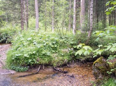 kleines Bild der Tiefenbachmühle