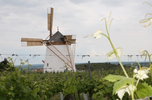 kleines Bild der Windmühle Retz