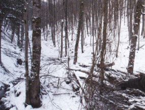 kleines Bild der Höfenmühle